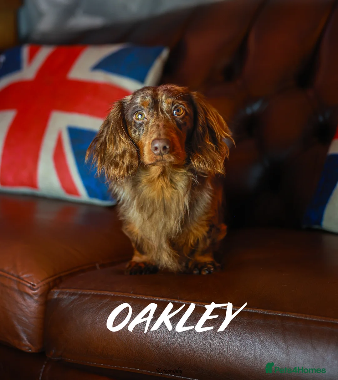 Miniature Dachshund dogs for stud: Wow oakley ,chocolate dapple stud  in Canvey Island - Advert 3