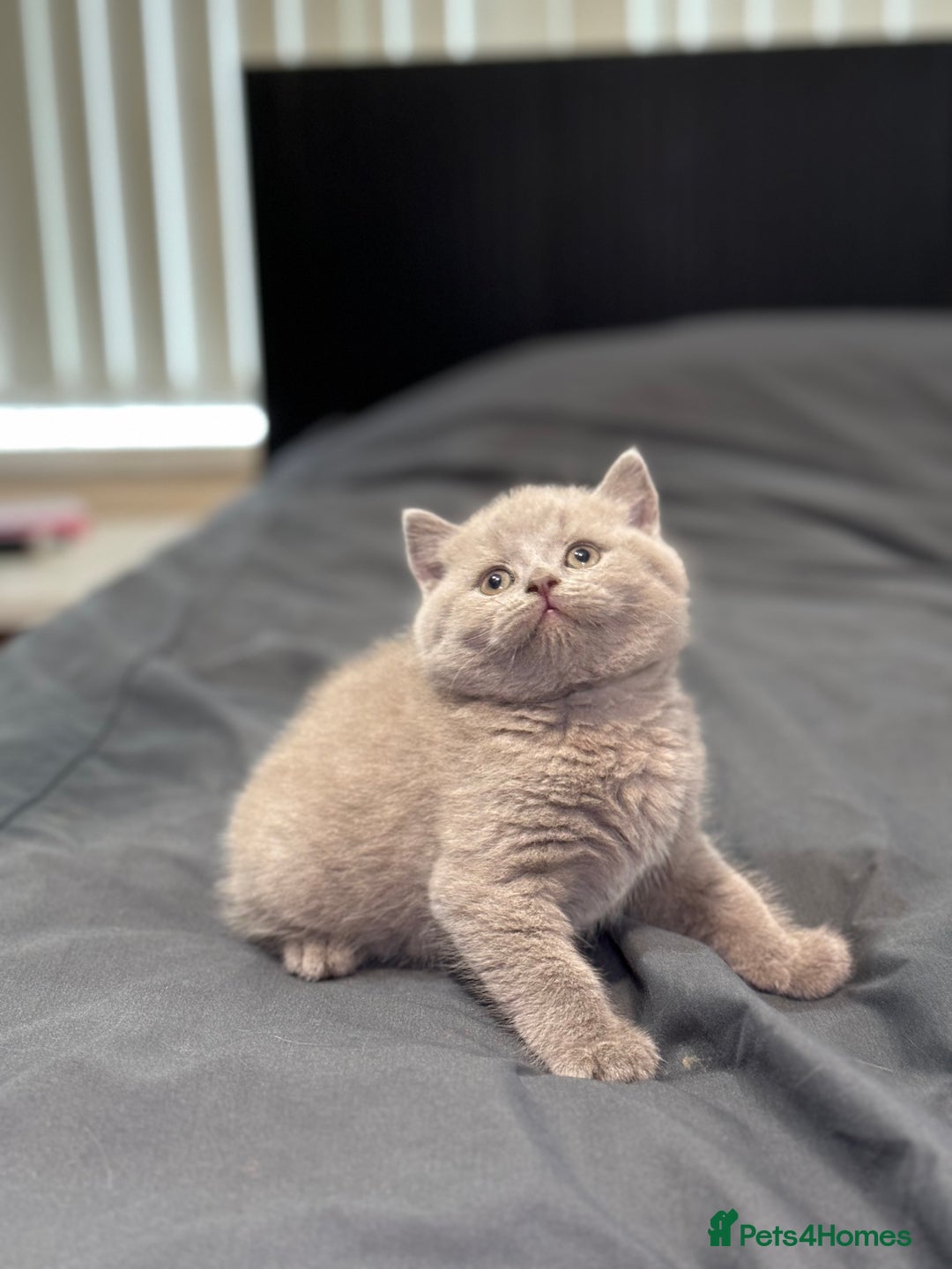 British Shorthair cats for sale: British shorthair lilac and blue - Advert 24