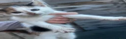 Mixed Breed cats for sale: 3 yard kittens for sale - Advert 3