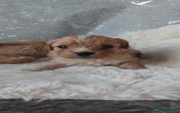 Cavapoo dogs for sale: Stunning cavapoo puppies - Image 12
