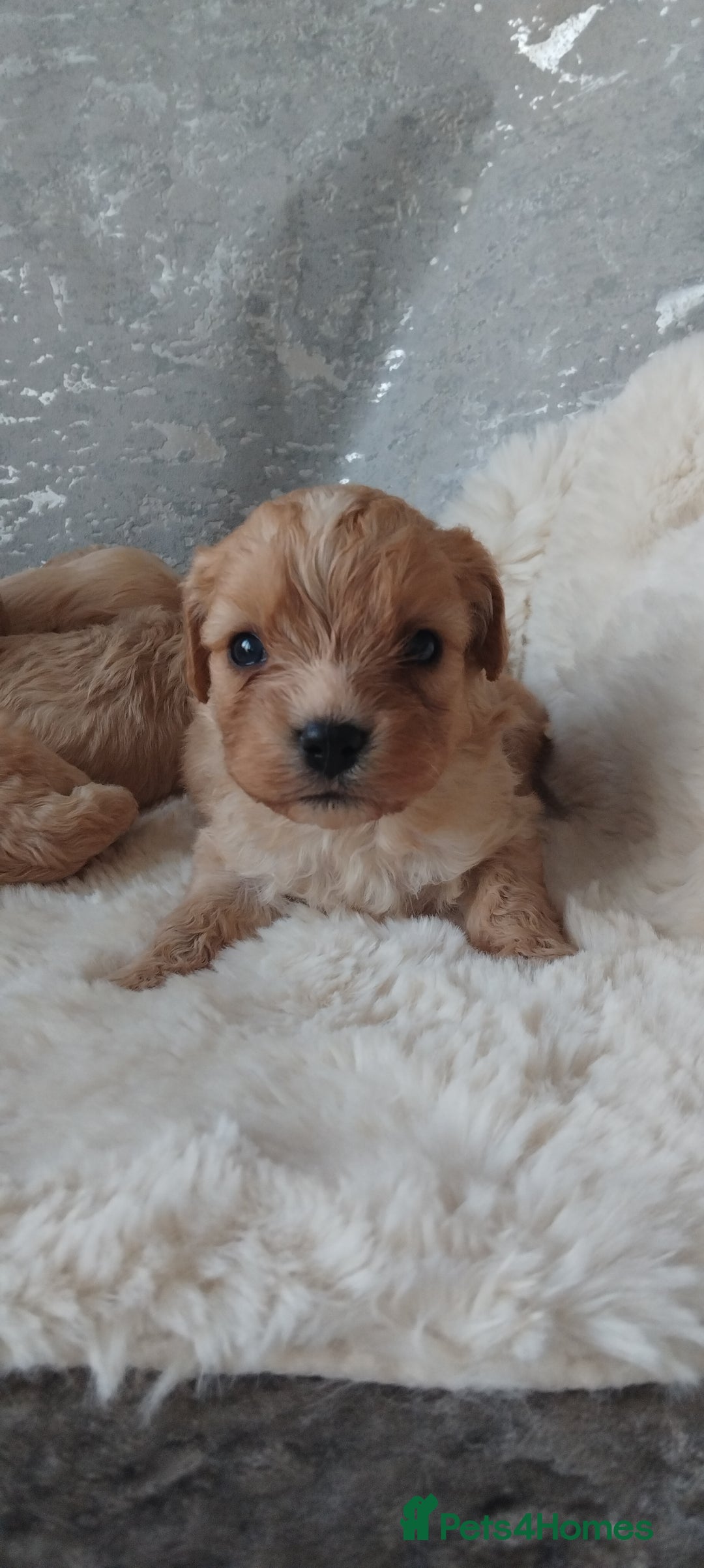 Cavapoo dogs for sale: Stunning cavapoo puppies - Image 12