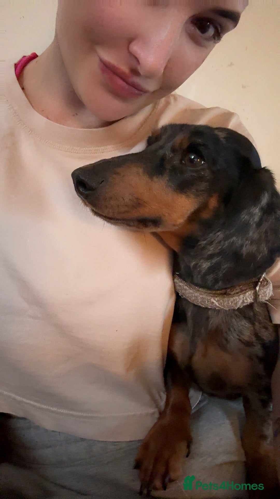 Miniature Dachshund dogs for sale: Miniature Dachshund for Rehoming - Image 3