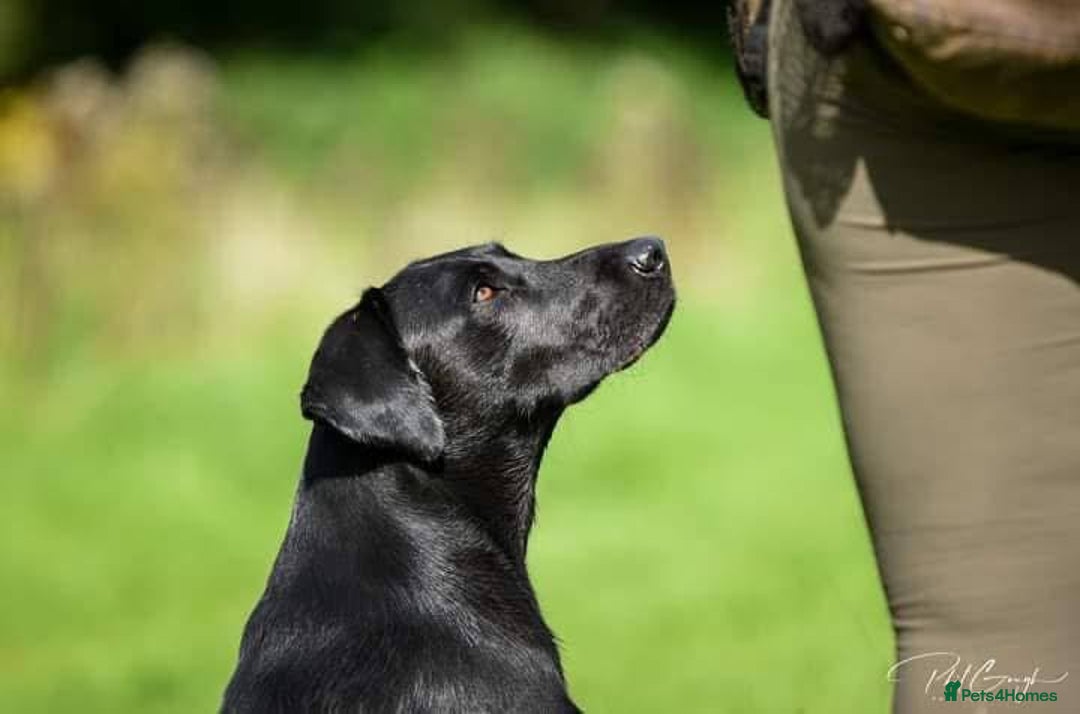 Labrador Retriever dogs for sale: Equal parts adventure and sofa buddies (Labradors) - Image 1