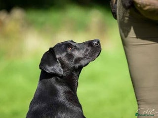Labrador Retriever dogs - Advert 4