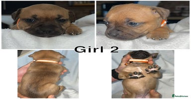 Staffordshire Bull Terrier dogs - Advert 10