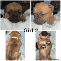 Staffordshire Bull Terrier dogs - Advert 10