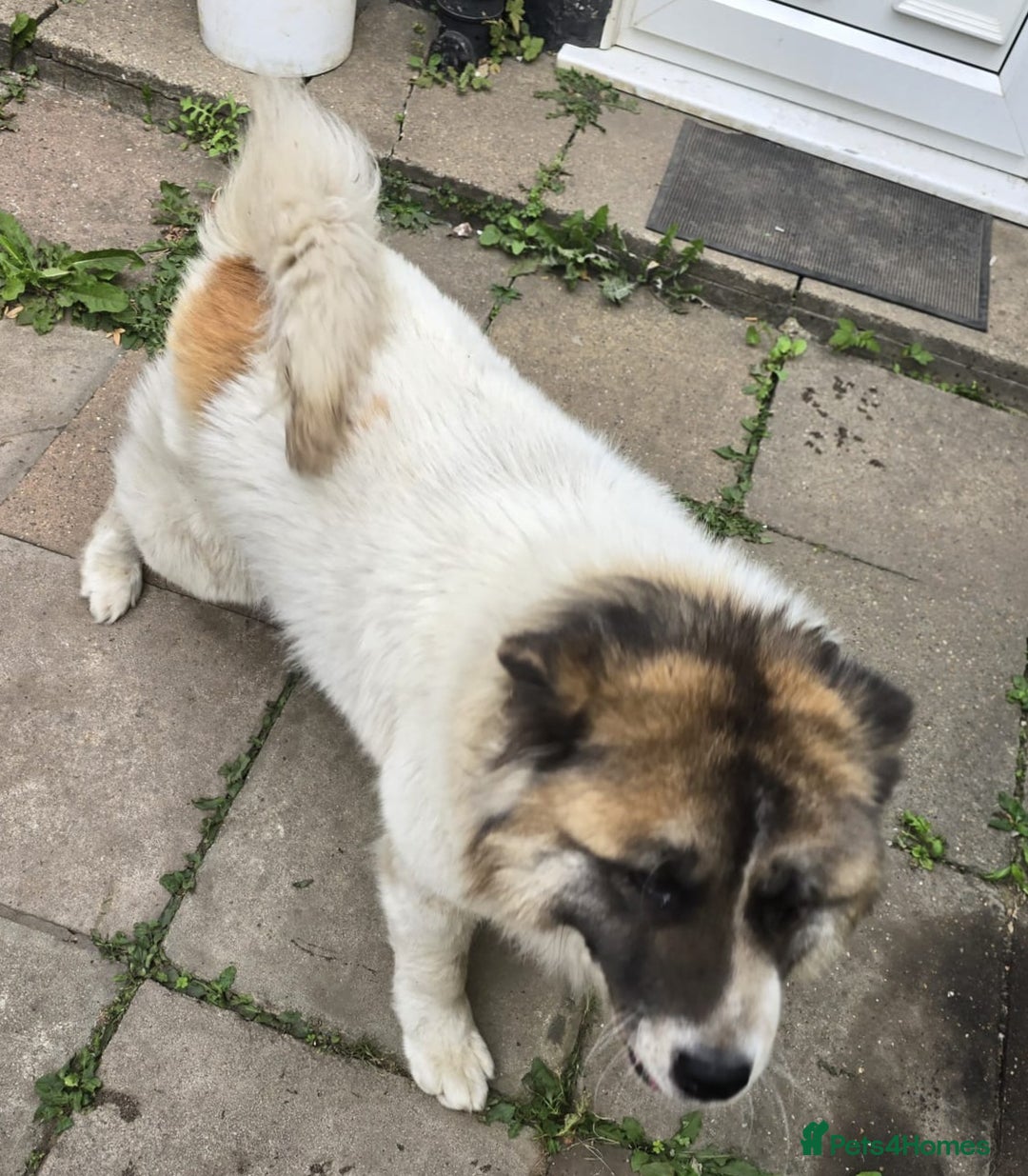 Akita dogs for sale: Akita (bubba)  - Image 1