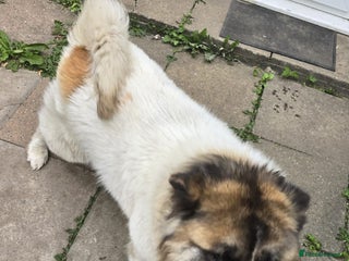 Akita dogs - Advert 7