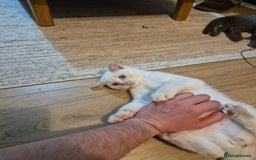 British Shorthair cats for sale: Male British Shorthair kittens - Image 10