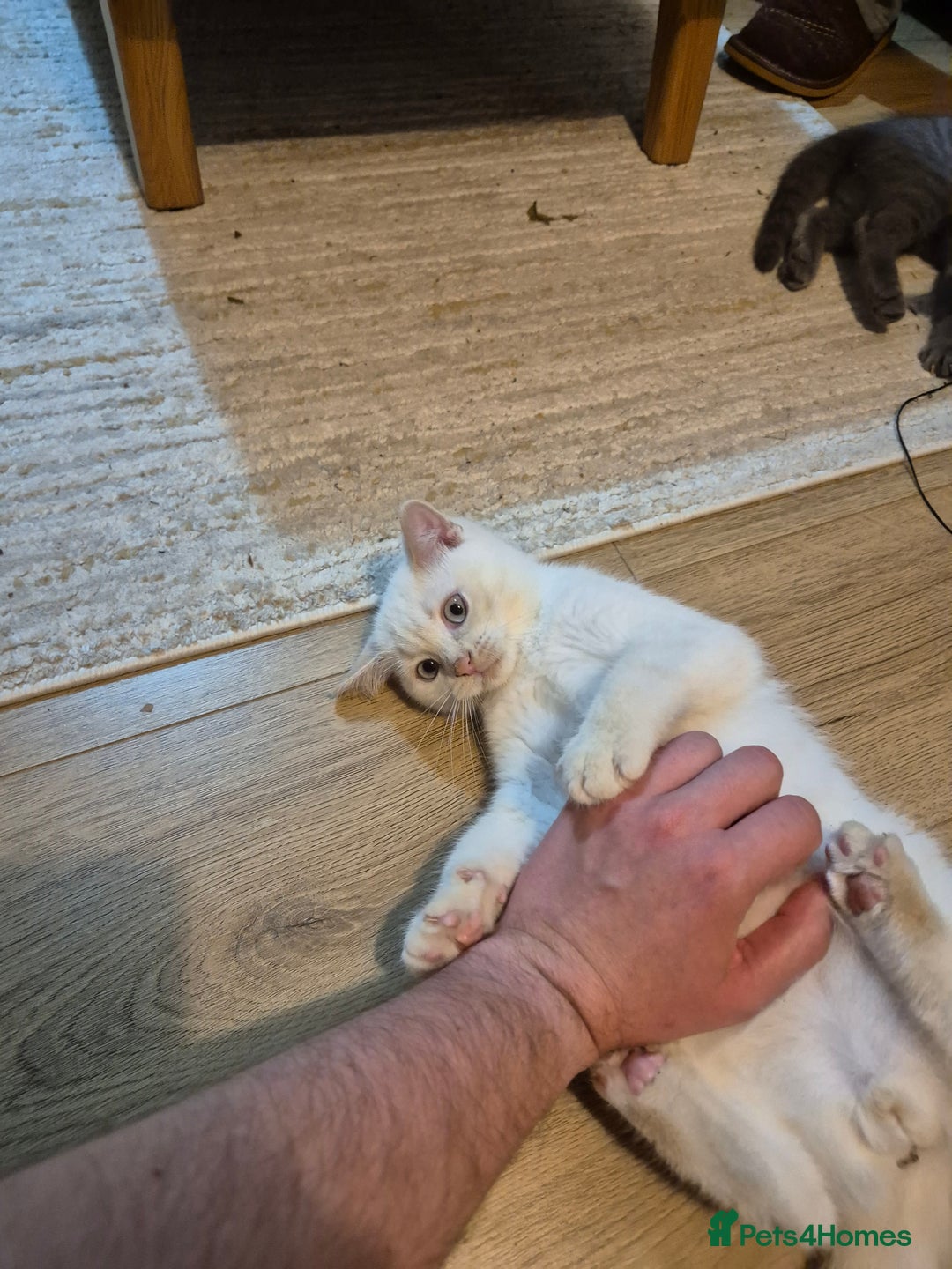 British Shorthair cats for sale: Male British Shorthair kittens - Image 10