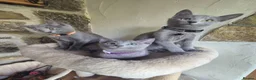 Russian Blue cats for sale: Beautiful Russian Blue kittens - Advert 7