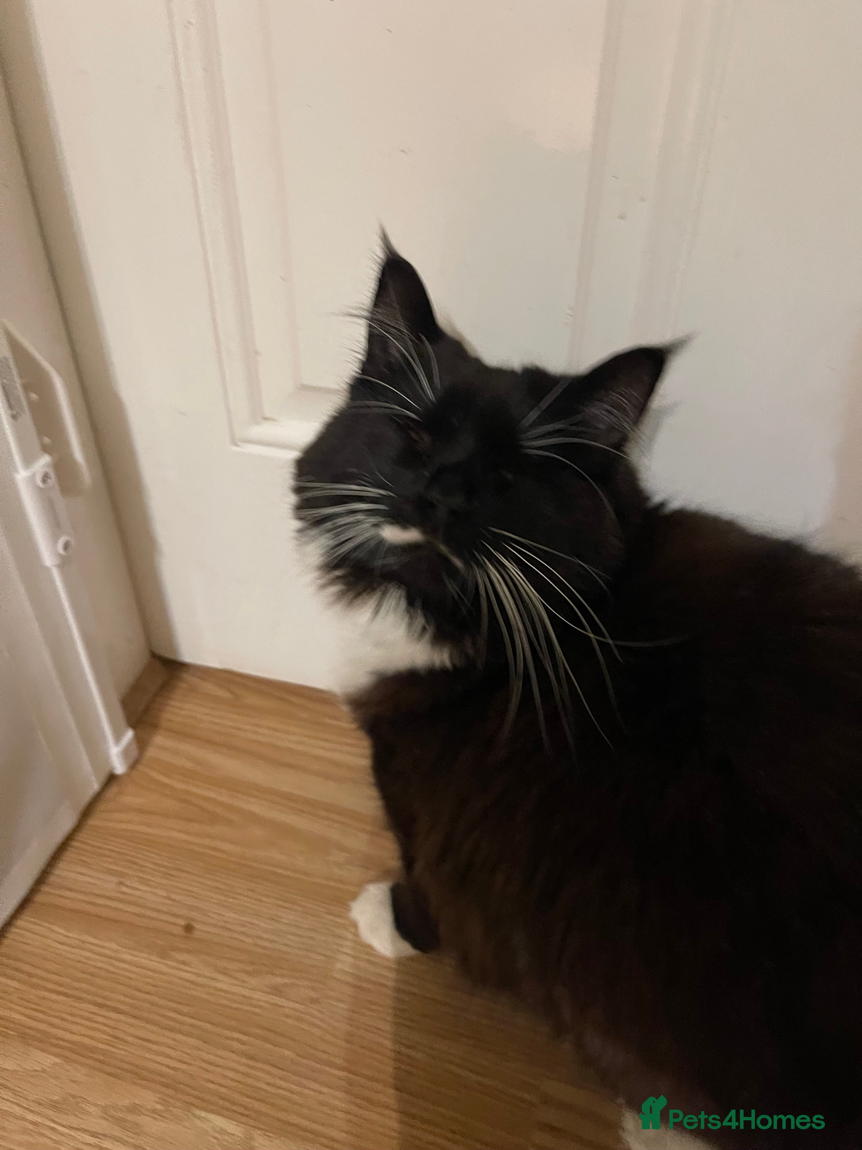 British Longhair cats 4 year old blind stick needs a new home - Advert 3