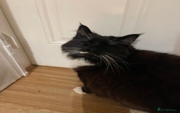 British Longhair cats for sale: 4 year old blind stick needs a new home - Advert 1