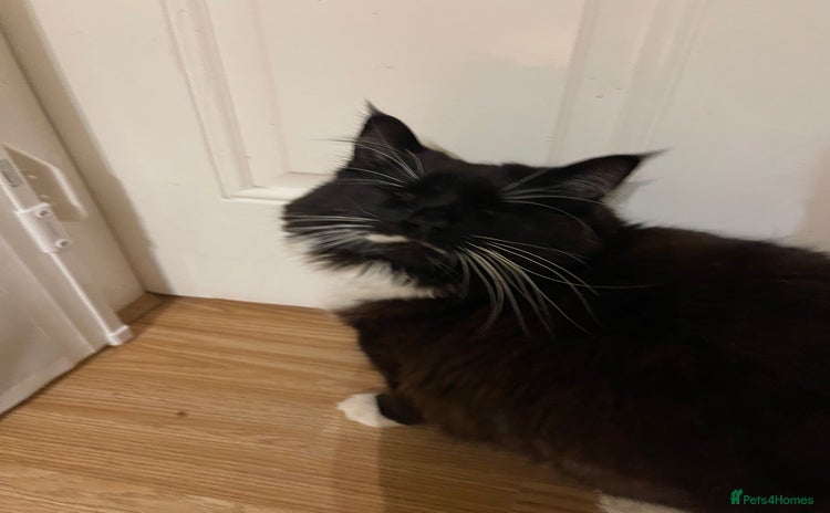 British Longhair cats 4 year old blind stick needs a new home - Advert 1
