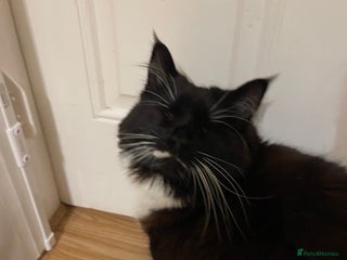British Longhair cats 4 year old blind stick needs a new home - Advert 6