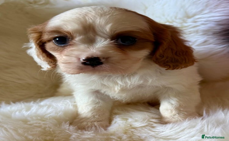 Cavalier King Charles Spaniel dogs - Advert 14