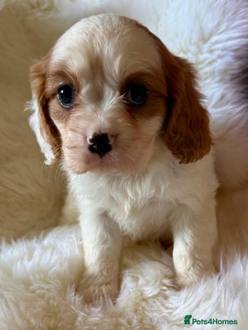 Cavalier King Charles Spaniel dogs - Advert 14