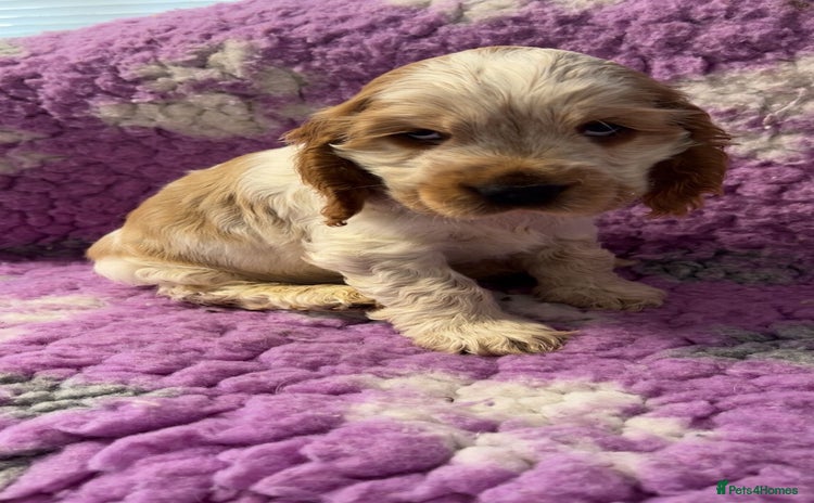 Cocker Spaniel dogs Champion Bloodlines KC Reg Show Cocker Spaniels - Advert 2