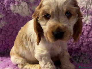 Cocker Spaniel dogs Champion Bloodlines KC Reg Show Cocker Spaniels - Advert 3