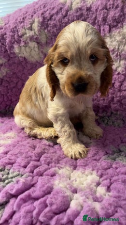 Cocker Spaniel dogs Champion Bloodlines KC Reg Show Cocker Spaniels - Advert 2