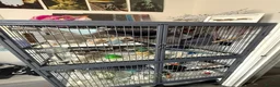 Rat rodents for sale: 4 dumbo rats + cage, food and accessories  in Esher - Advert 9