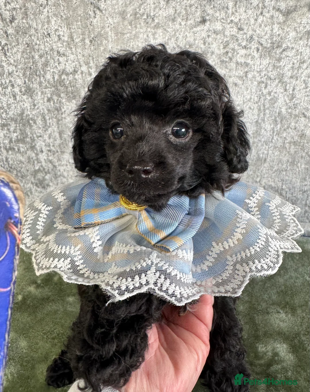 Toy Poodle dogs for sale: Toy poodle x Asian  - Advert 8