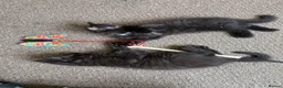 Mixed Breed cats for sale: 4 lovely little kittens - Advert 4