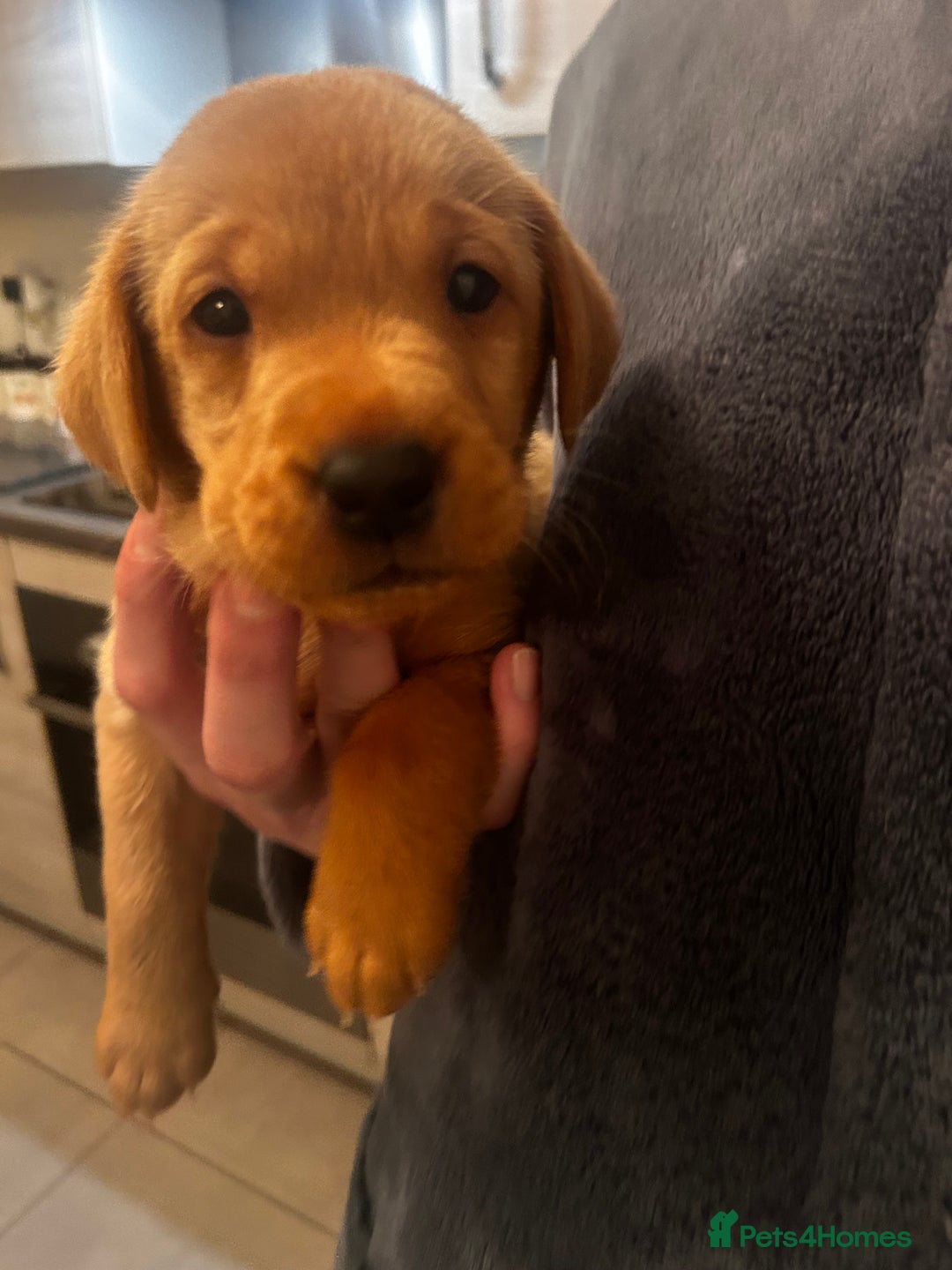 Labrador Retriever dogs for sale: Red fox Labrador puppies  - Advert 22