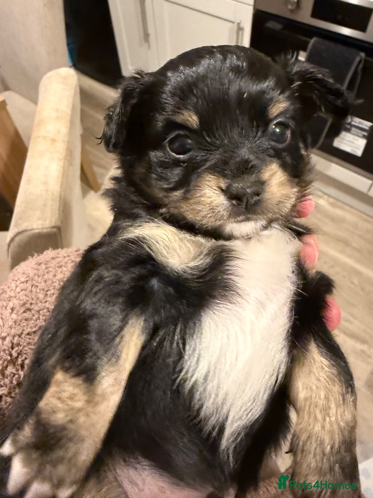 Chiweenie dogs Chiweenie only one boy left! Koda 🖤  - Advert 18