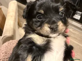 Chiweenie dogs Chiweenie only one boy left! Koda 🖤 - Advert 18