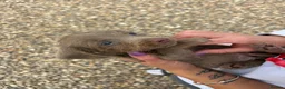 Dachshund dogs for sale: For sale is my dachshunds puppy’s  - Advert 6
