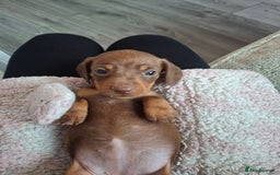 Miniature Dachshund dogs for sale: 💖 Adorable tiny miniature dachshund pups 💖 - Image 17