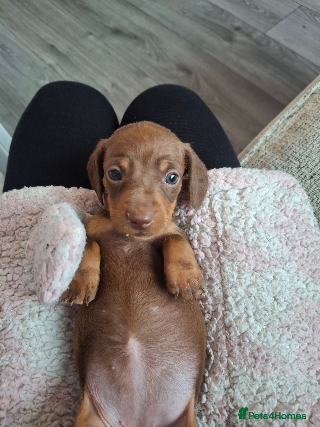 Miniature Dachshund dogs for sale: 💖 Adorable tiny miniature dachshund pups 💖 - Image 17