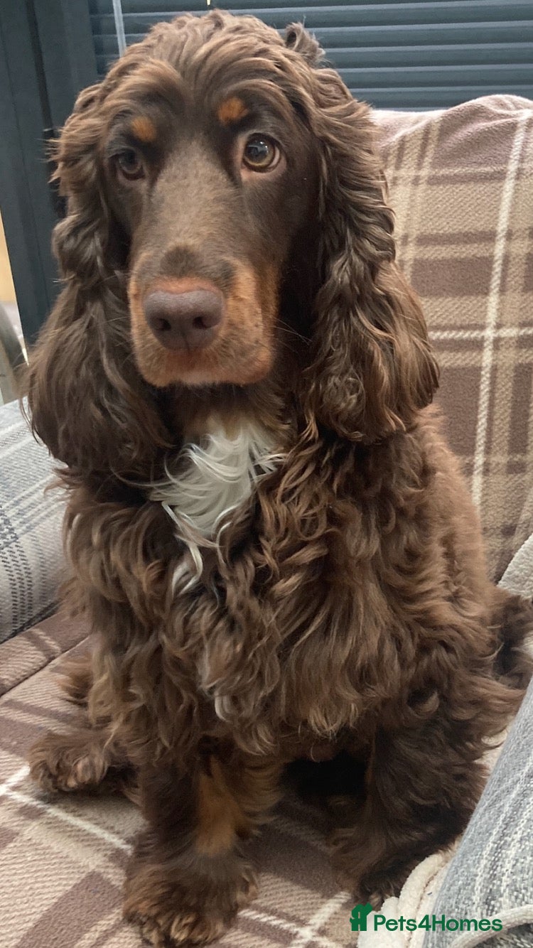 Cocker Spaniel dogs KC Show Cocker Spaniel Puppies based in Sheffield  - Advert 1