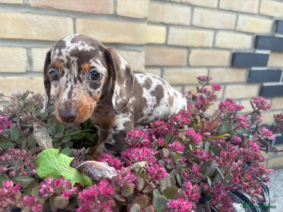 Miniature Dachshund dogs for sale: Miniature Dutch hound - Image 4