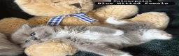Ragdoll cats for sale: Ragdoll kittens - Advert 15