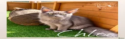 Maine Coon cats for sale: High Smoke, Smoke and Solid Pedigree Maine Coon’s - Advert 39