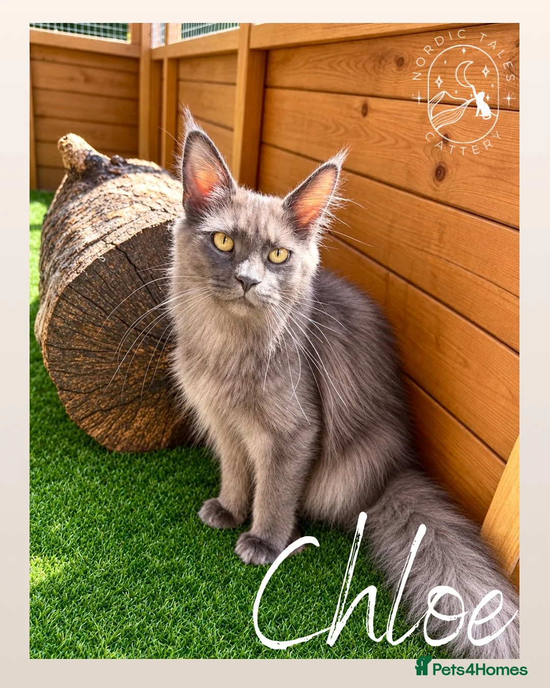 Maine Coon cats for sale: High Smoke, Smoke and Solid Pedigree Maine Coon’s - Advert 39