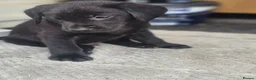 Labrador Retriever dogs for sale: Outstanding litter of 7 KC Reg Labrador Pups - Advert 10
