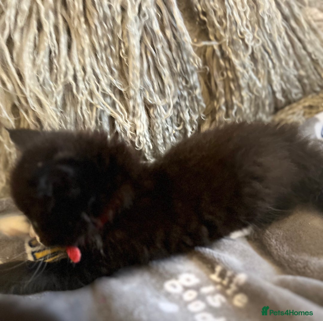 Mixed Breed cats for sale: Fluffy black and white kittens  - Advert 8