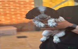 Cocker Spaniel dogs for sale: Exceptional Working Cocker Spaniel Pups–Ready Now! - Image 4