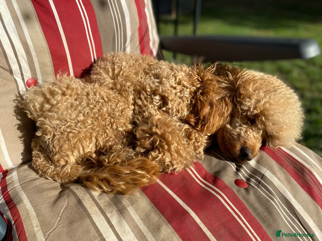 Miniature Poodle dogs for stud: BVA ✅ KC ✅Red ✅Poodle 13” in Pickering - Advert 5