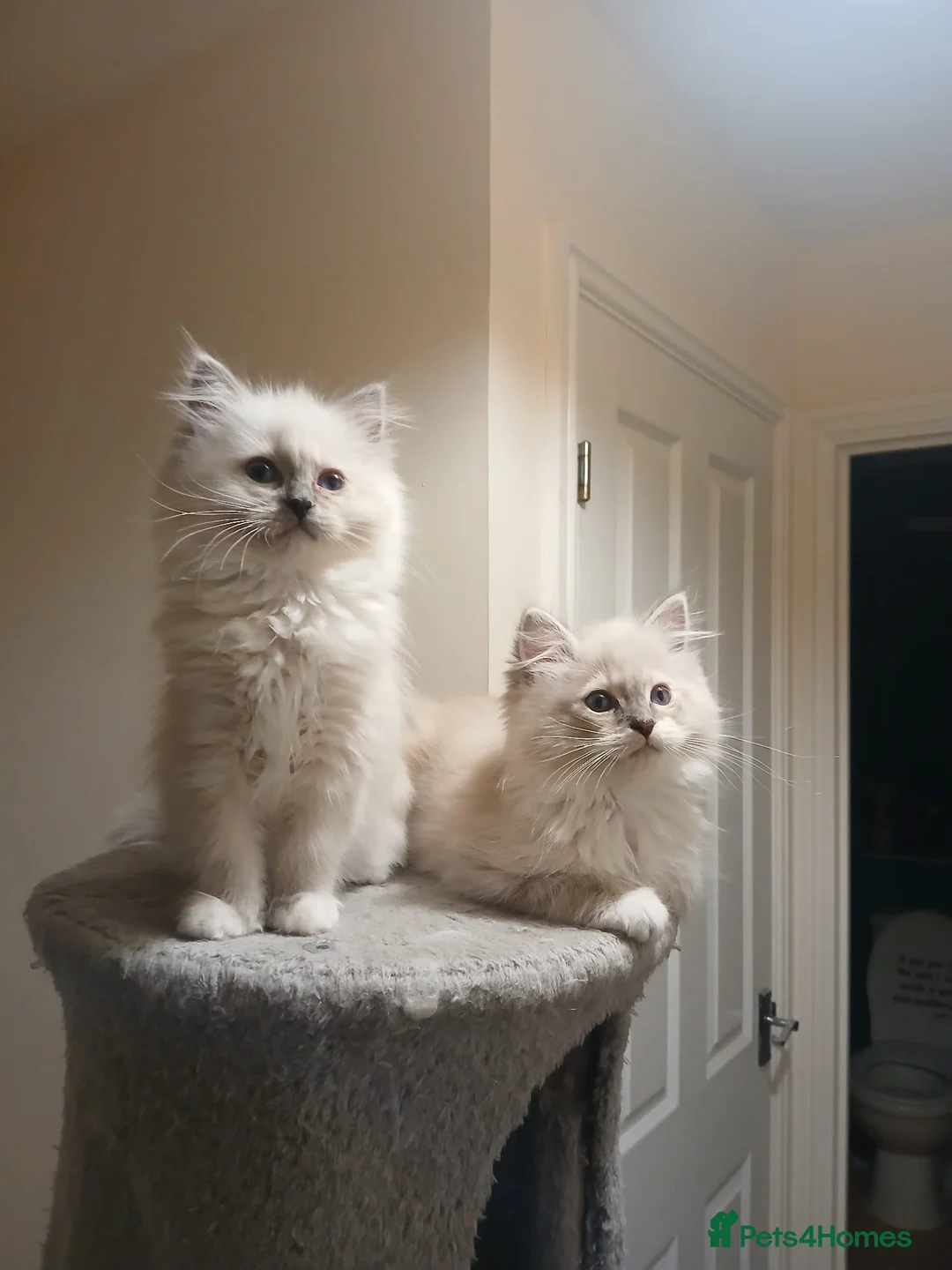 Ragdoll cats for sale: Beautiful litter available  - Advert 7