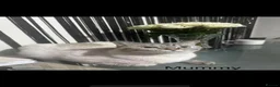 Scottish Fold cats for sale: Adorable scottish fold kittens  - Advert 12