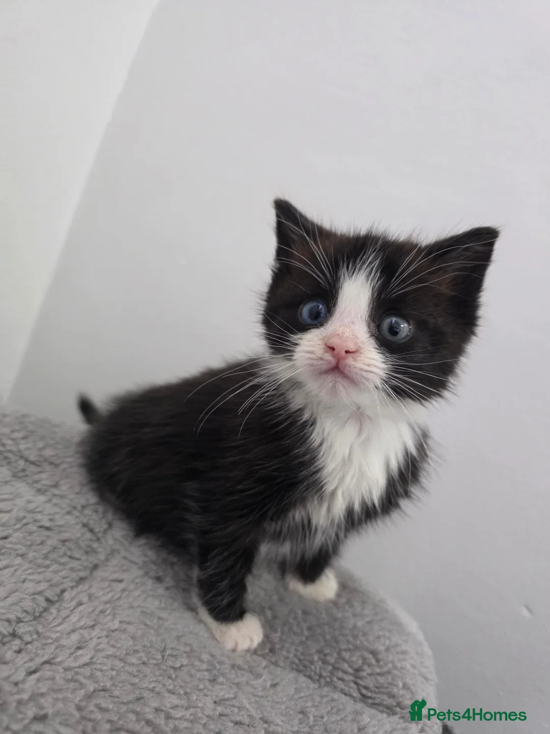 Ragdoll cats for sale: Black & White Ragdoll Kitten - Advert 10