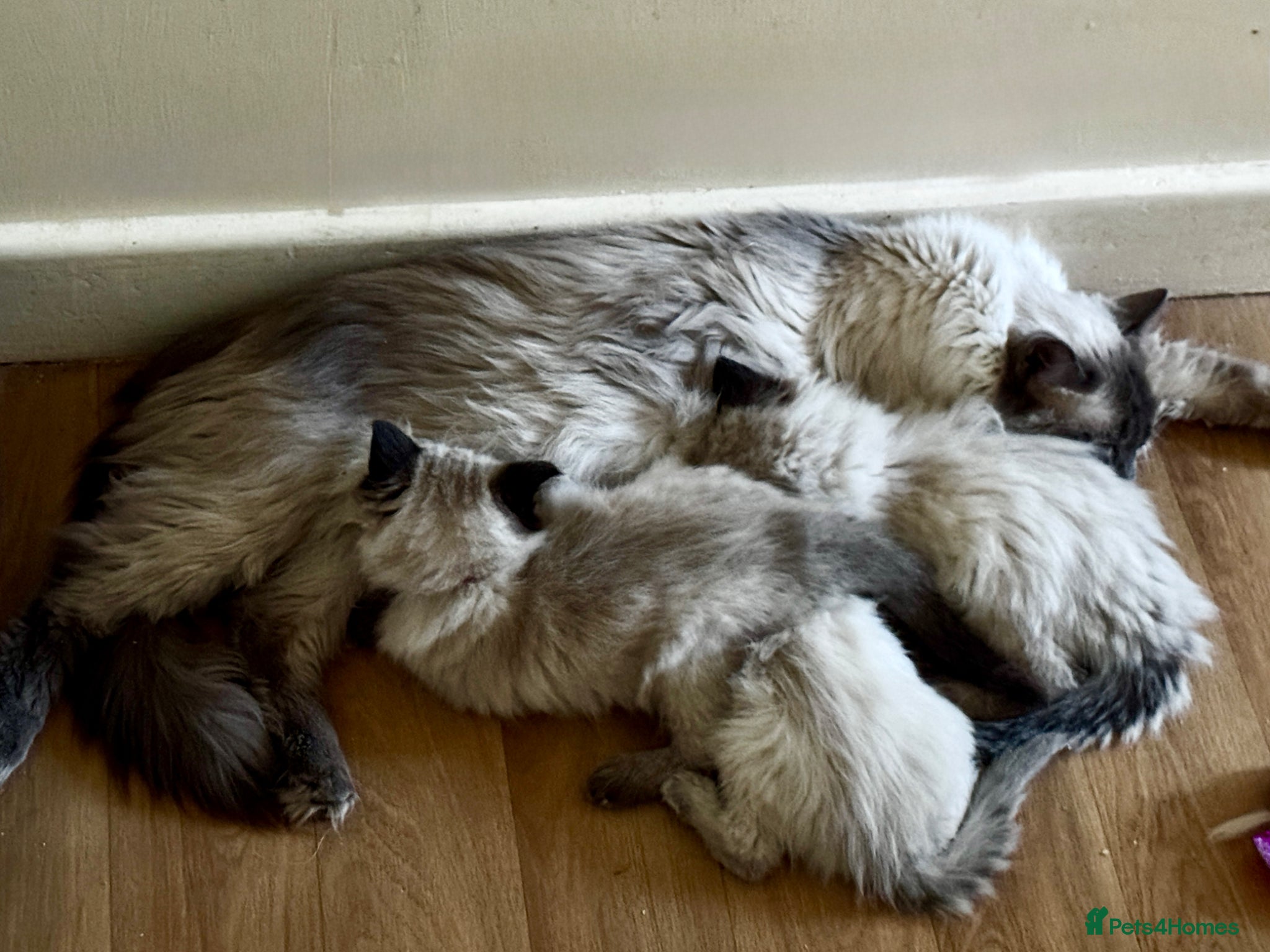 Ragdoll cats Beautiful pure ragdolls  - Advert 1