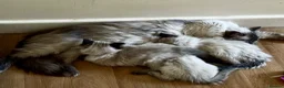 Ragdoll cats for sale: Beautiful pure ragdolls  - Advert 1