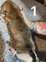 Dachshund dogs Stunning Litter of dachshund Puppies - Advert 3