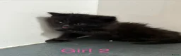 British Longhair cats for sale: Fluffy girl kittens  in Norwich - Advert 15