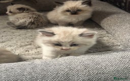 Siberian cats for sale: Ragdoll X Siberian kittens  - Image 7